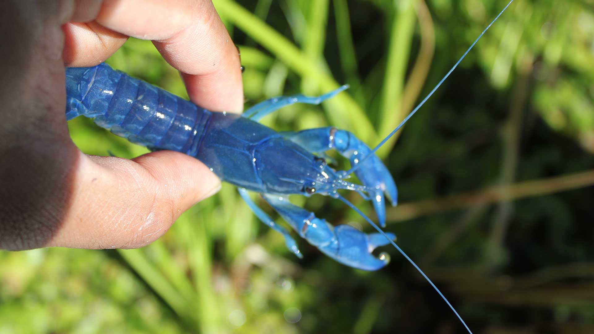 Perth Blue Yabbies And Cherax Destructor For Sale Live Blue Crayfish