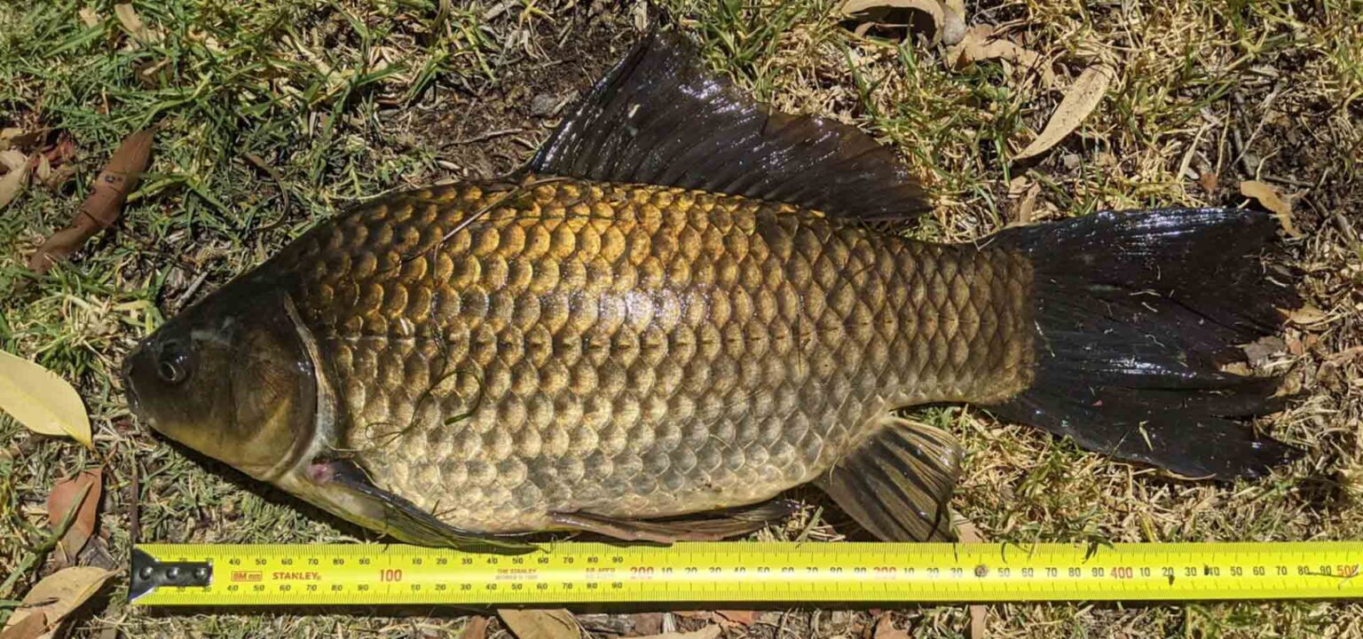 Perth S Aquatic Marvel Dr Dulana Herath Of Pases Aqua Nets World S Longest Goldfish In