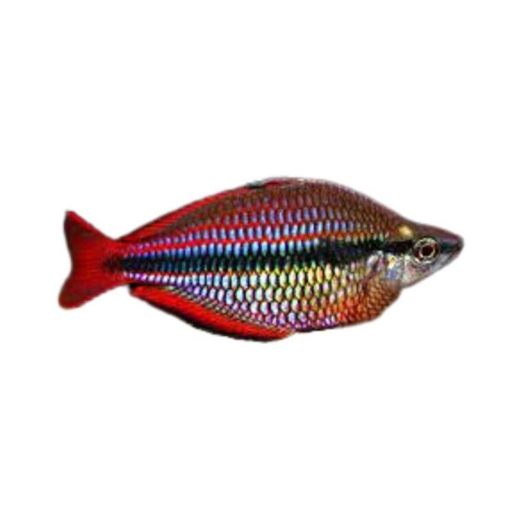 Goyder River Rainbowfish Pases Aqua Pty Ltd