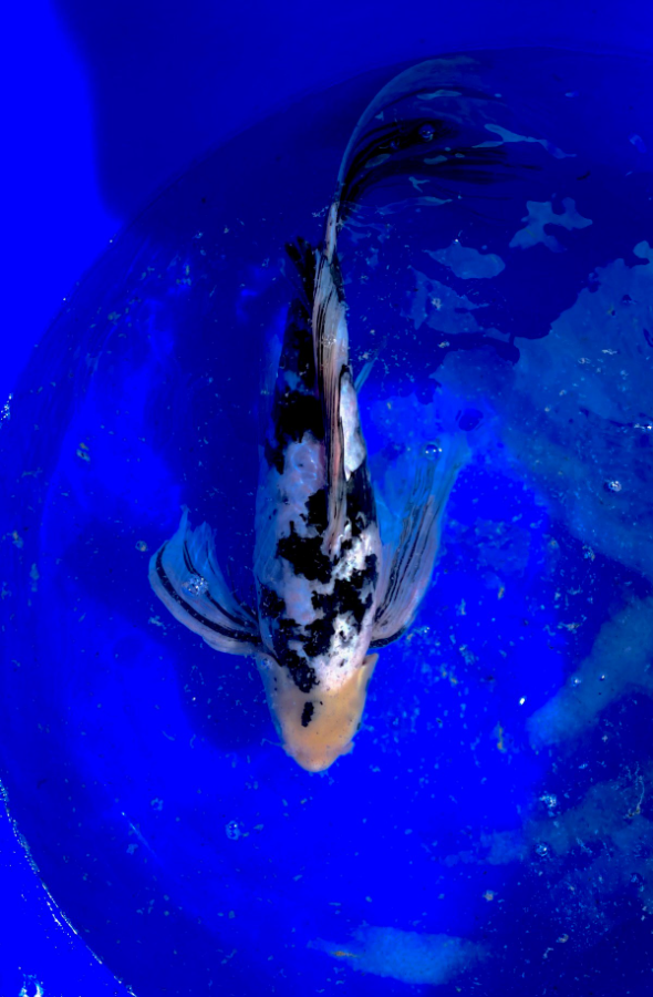 Koi Fish For Sale PASES Aqua Pty Ltd   LONG FIN 2 Resized 