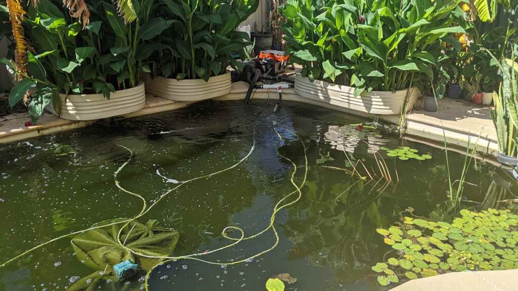 pool to pond conversions