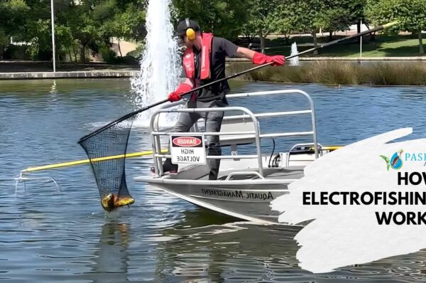 How Electrofishing Works 1