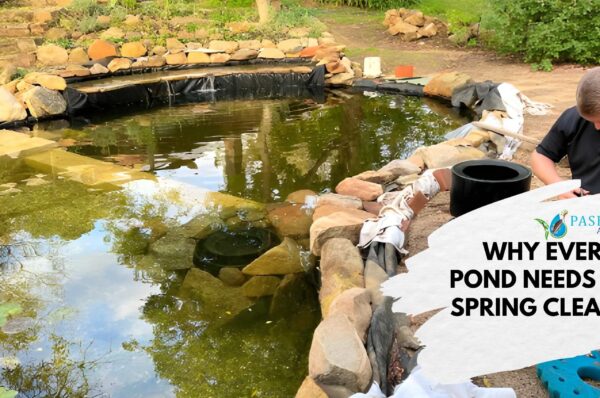 Why Every Pond Needs a Spring Clean (1)